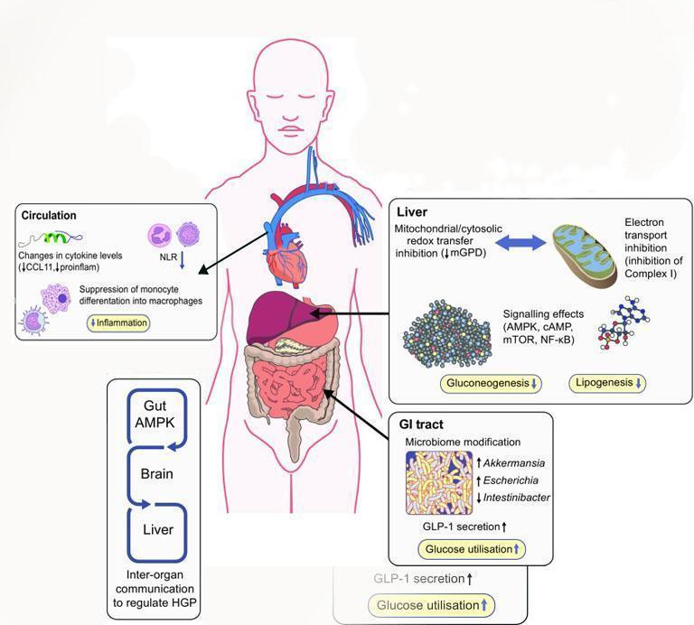 Actions of metformin