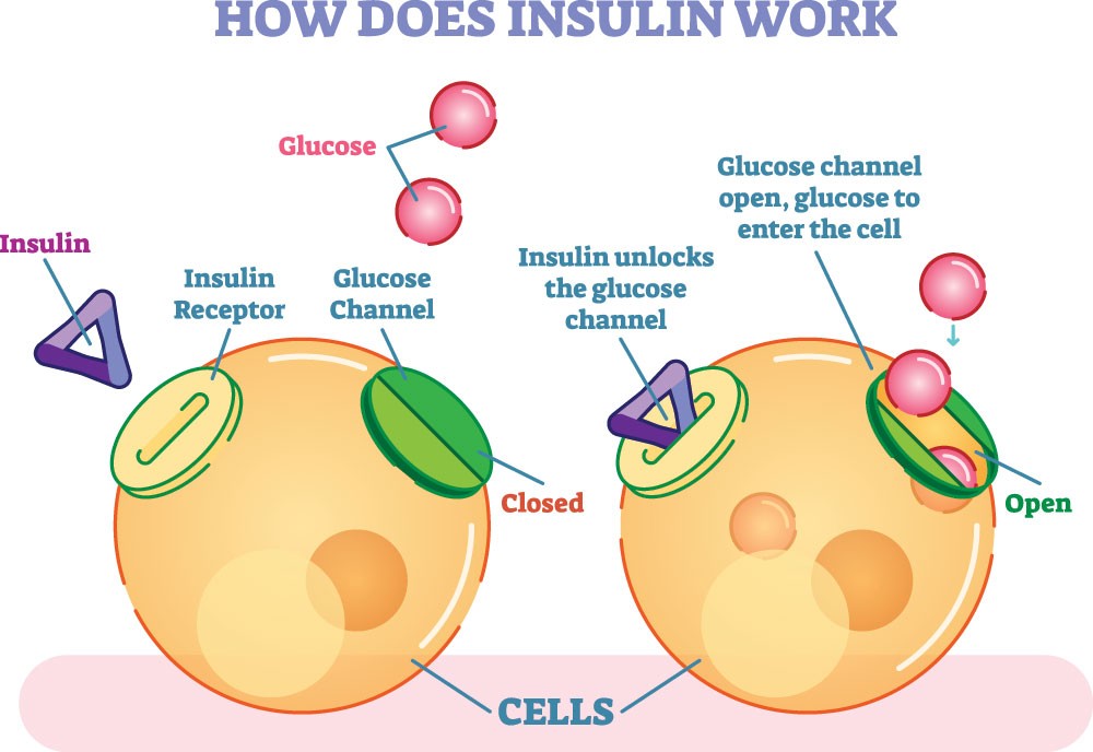 Types of Insulin Chart