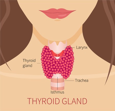 Diabetes and Thyroid – How the Two are Related?